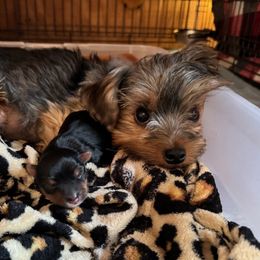 Missy - Yorkshire Terrier