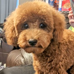 Zahra - Poodle