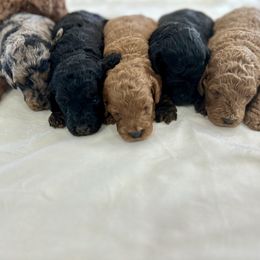 Bernedoodle, French Bulldog, Goldendoodle, and Sheepadoodle Puppies from Farm Fresh Doodles