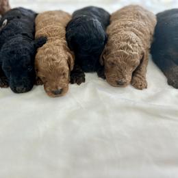 Bernedoodle, French Bulldog, Goldendoodle, and Sheepadoodle Puppies from Farm Fresh Doodles