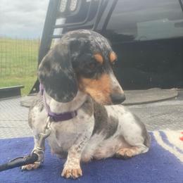 Fresa - Dachshund