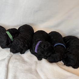 Poodle puppies from Evergreen Miniature Poodles