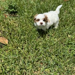 Cavapoo and Shihpoo Puppies from Haus of Doodles