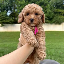 Poppy Pink Girl - Apricot female Poodle puppy in Charlotte, North Carolina from Bruno & Co. Puppies