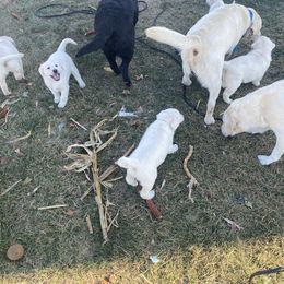 Labrador Retriever Puppies from Hickory Creek Labs