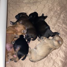 Schnoodle Puppies from Noodle Tings Puppies