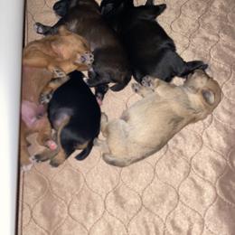 Schnoodle Puppies from Noodle Tings Puppies