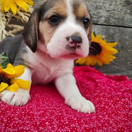 Patty - Black tan and white female Beagle puppy in Colville, Washington from Rosehaven Homestead