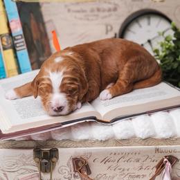 Hemingway - Red  male Goldendoodle puppy in New Lenox, Illinois from New Doods On The Block