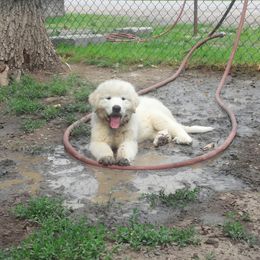 Great Pyrenees Puppies from Pyradigm Great Pyrenees