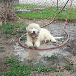 Great Pyrenees Puppies from Pyradigm Great Pyrenees