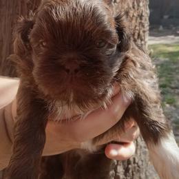 Javi  chocolate parti - Chocolate male Shih Tzu puppy in Arcadia, Florida from Kitsune Cuddles and kisses
