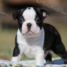AKC 'Studley' - Black and white male Boston Terrier puppy in Lamar, Missouri from Marti Acres ~ Boston Terrier & Beagles