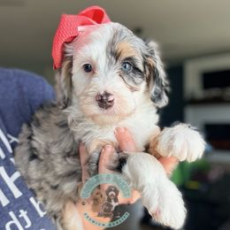 Blinky - Merle female Goldendoodle puppy in Marion, Ohio from Doodles & Doxies