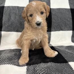 Georgia - Cream female Goldendoodle puppy in Annville, Pennsylvania from Bellegrove Goldendoodles