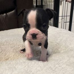 Maple Girl 1 - Black brindle and white female Boston Terrier puppy in Brookville, Ohio from Best Friend Bostons