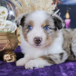 Elphaba - Red merle female Miniature Australian Shepherd puppy in Melbourne, Florida from True Spirited Aussies