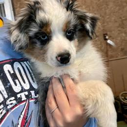 Miniature American Shepherd and Miniature Australian Shepherd Puppies from ShawnMarie Davis