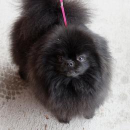 Desi - Pomeranian