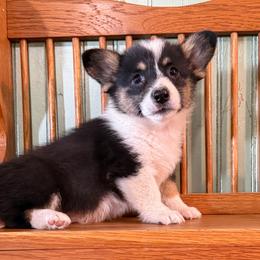 Saturn - Black and tan female Pembroke Welsh Corgi puppy in Derby, Iowa from NHC Kennels