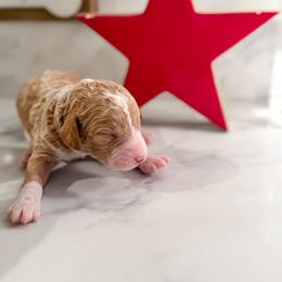 Jessie - Apricot female Goldendoodle puppy in Lakeland, Florida from Rolling Oak Doodles