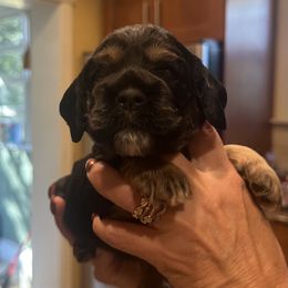 Tri Male- Bubba - Black white and tan male Cocker Spaniel puppy in Columbia, South Carolina from Fleur de Lis Cockers- Cuchna Cockers
