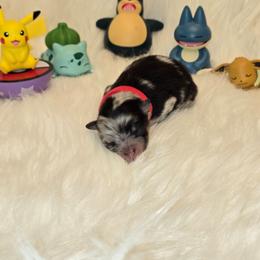 Red Female - Blue merle female Pomeranian puppy in Buckeye, Arizona from BL Poms Heaven