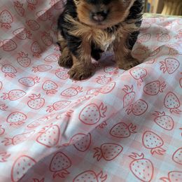 Yorkshire Terrier Puppies from Blue Belle Baby Yorkies