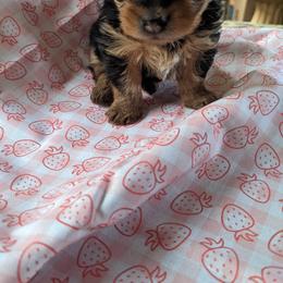 Yorkshire Terrier Puppies from Blue Belle Baby Yorkies
