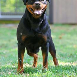 Naomi - Rottweiler