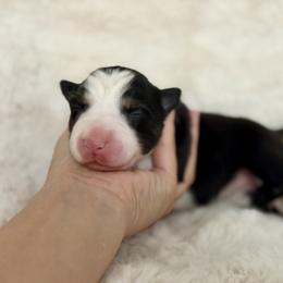 Girl 3 - Black and white female Border Collie puppy in Morriston, Florida from Garcia Family Farms