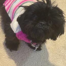 Mocha - Black female Shih Tzu puppy in Berkeley Springs, West Virginia from Sandridge Shih Tzus