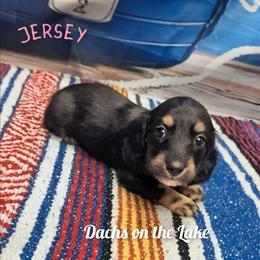 Jersey - Black and tan female Dachshund puppy in Grove, Oklahoma from Dachs on the lake
