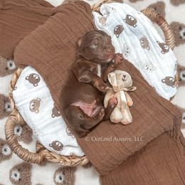 Miniature Australian Shepherd and Toy Australian Shepherd Puppies from Outland Toy & Mini Aussies