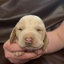 Girl 1 - Basset Hound puppy in Clayton, Indiana from Bluebelle Blossom Basset Hounds