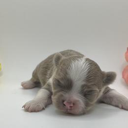 Bracco Italiano and Chihuahua Puppies from Snow Peak Kennel