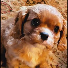 Cavalier King Charles Spaniel Puppies from Puppyloversplace
