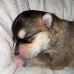 Jeep - Wolf sable female Pomsky puppy in Greenfield, Minnesota from SRF Pomskies