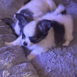 Asher - Blue brindled fawn male Chihuahua puppy in Tecumseh, Oklahoma from Callie’s Happy Chihuahuas, Callie’s Happy Treasures LLC