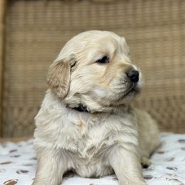 Mr Gray - Light golden male Golden Retriever puppy in Tonasket, Washington from Denzil’s Goldens