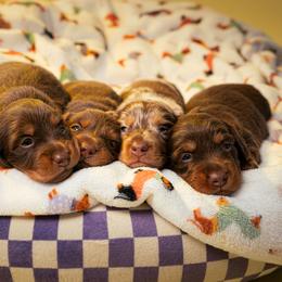 Dachshund and French Bulldog Puppies from Slinky Doxie 305