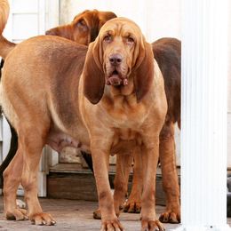 Bloodhounds from Ozark Mountain Kennel Bloodhounds