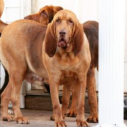 Bloodhounds from Ozark Mountain Kennel Bloodhounds