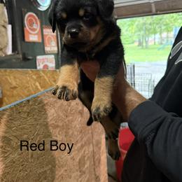 Boy 1 - Black and mahogany male Rottweiler puppy in Lima, Ohio from Vom Hause Bishop