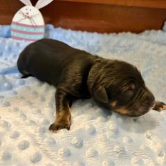 Pepper - male Golden Mountain Dog puppy in Seville, Ohio from Retriever Ranch
