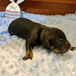 Pepper - male Golden Mountain Dog puppy in Seville, Ohio from Retriever Ranch