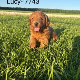 Boy 4- 7743 - Cream male Goldendoodle puppy in Wever, Iowa from JK Royal Lines
