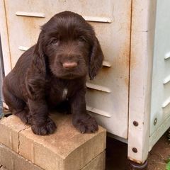 Field Spaniel Puppies from Catera Field Spaniels