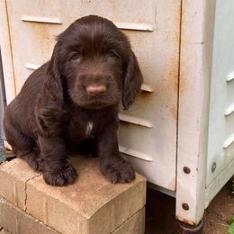 Field Spaniel Puppies from Catera Field Spaniels