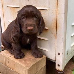 Field Spaniel Puppies from Catera Field Spaniels
